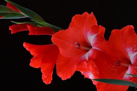 Цветок с красным цветком (54 фото)