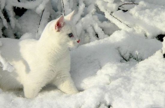 Снежный кот (56 фото)