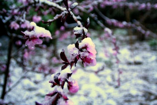 Сакура в снегу (55 фото)