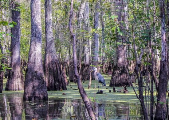 Болота Манчак в Луизиане (51 фото)