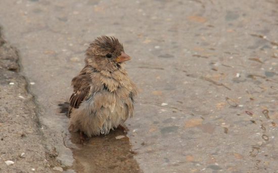 Воробей под дождем (56 фото)