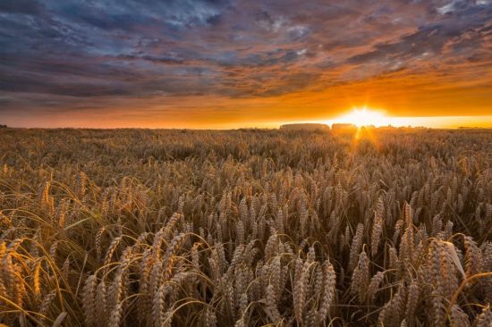 Пшеничное поле на закате (52 фото)