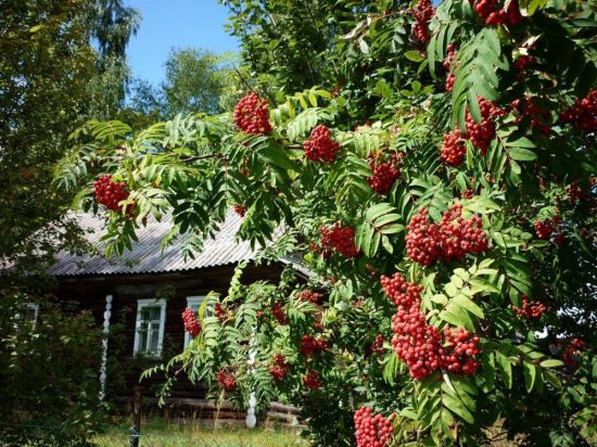 Рябина в деревне (58 фото)