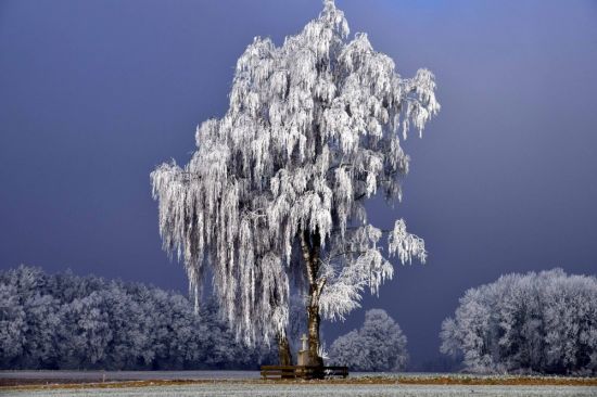 Красивые деревья в снегу (48 фото)