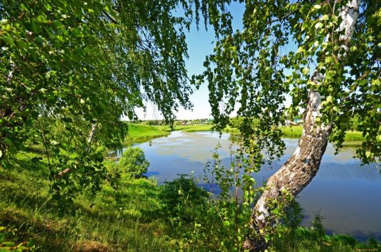 Березки у воды (53 фото)