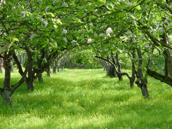 Яблоневый сад в Ясной Поляне (51 фото)