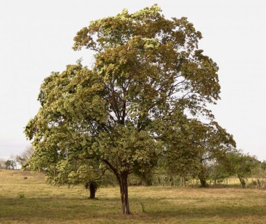 Арагуаней дерево (52 фото)