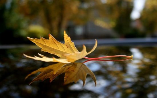 Кленовые листья на земле (45 фото)