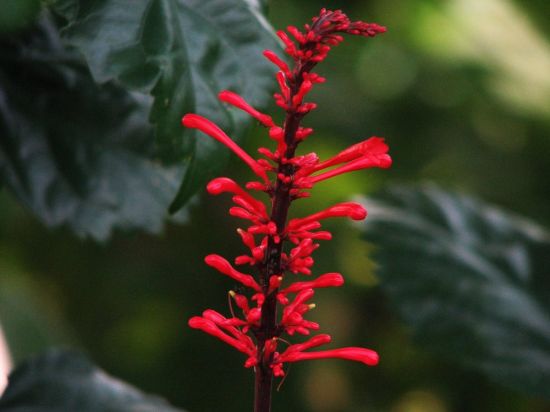 Красный дракон цветок (56 фото)