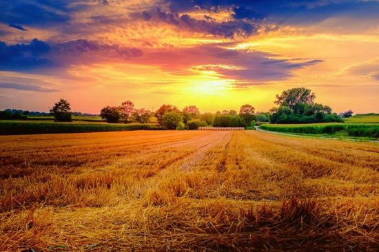 Красивое поле пшеницы (54 фото)