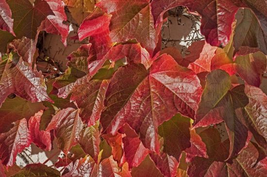 Листья дикого винограда (49 фото)