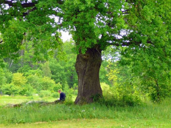 Карельский дуб дерево (51 фото)