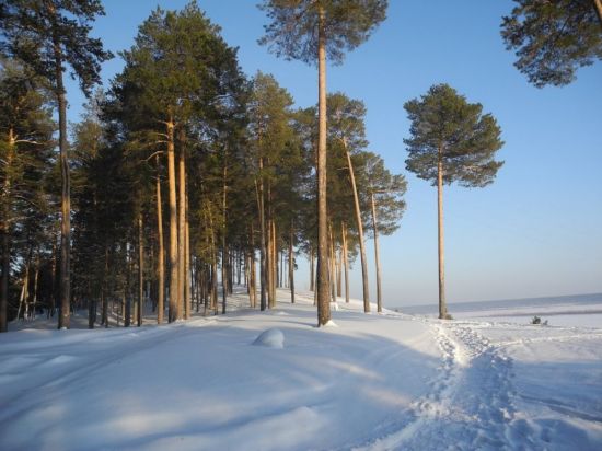 Сосновый Бор в снегу (46 фото)