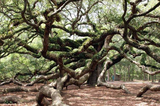 Самый старый дуб в мире (57 фото)