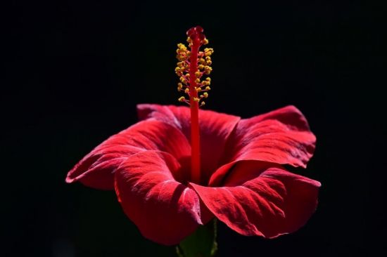 Красный цветок с желтым пестиком (52 фото)