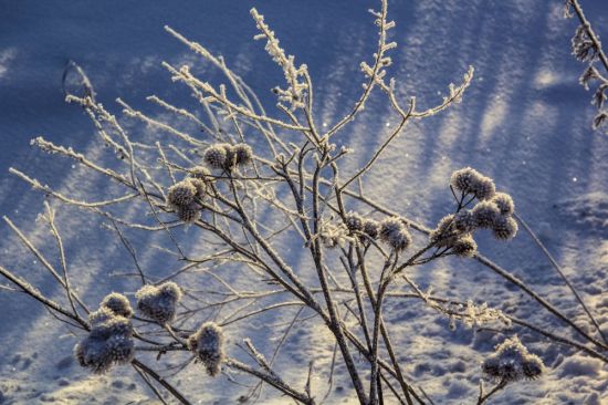 Сухая трава в снегу (38 фото)