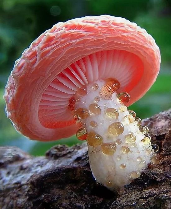 Удивительные грибы (69 фото)