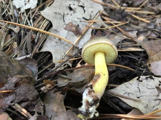 Маховики грибы (69 фото)