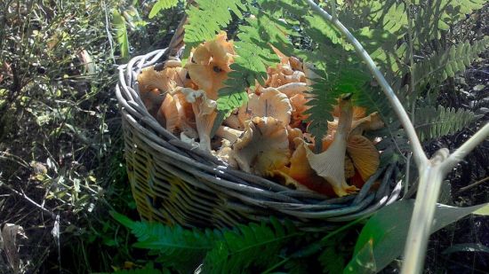 Лисичка обыкновенная гриб (68 фото)