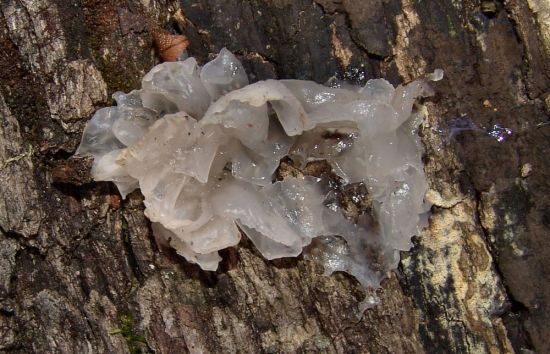 Ледяной гриб тремелла (69 фото)