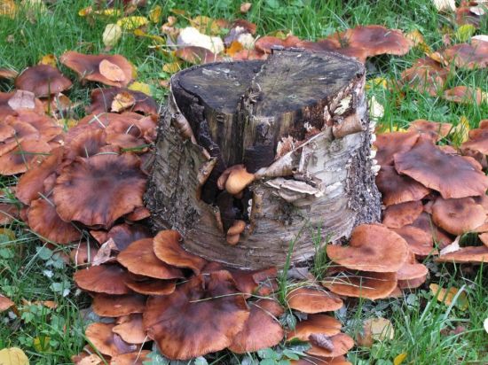 Пеньковые грибы (69 фото)