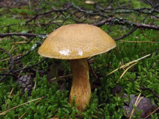 Моховик бурый гриб (70 фото)