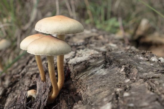 Почвенные грибы (46 фото)