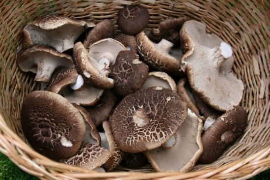 Шарпаны грибы (62 фото)