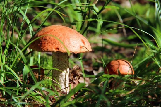 Трубчатые грибы (58 фото)