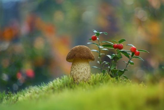 Полянка с грибами (66 фото)