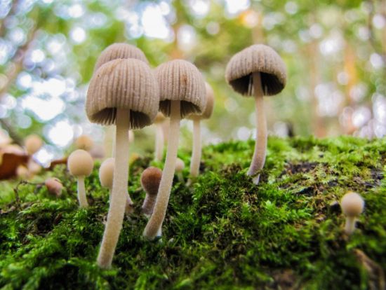 Маленькие грибы (72 фото)