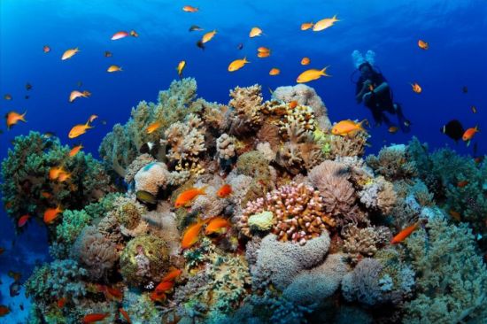Рифы и кораллы красного моря (69 фото)
