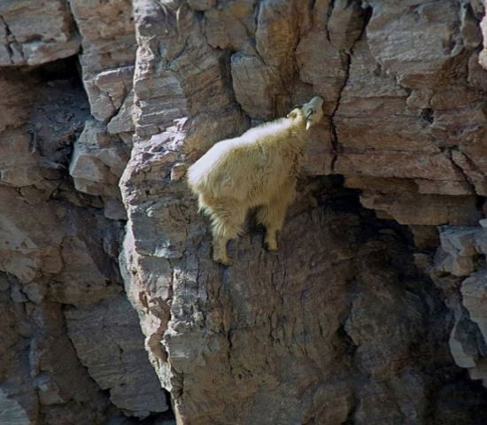 Горные козы на отвесных скалах (73 фото)