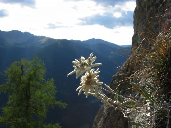 Цветок на скале (68 фото)