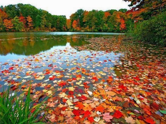 Осенние листья на реке (56 фото)