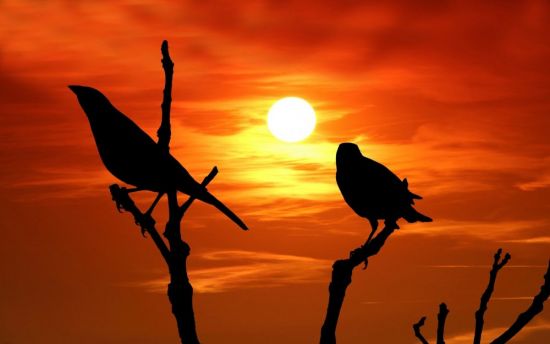 Птицы на закате (49 фото)