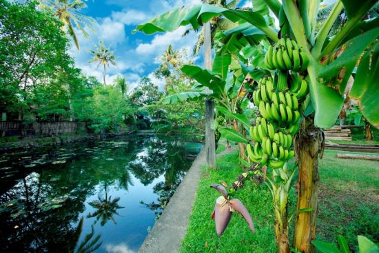 Банановый остров египет (64 фото)