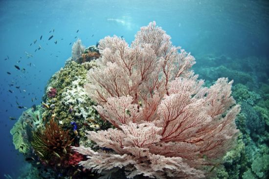 Кораллы черного моря (49 фото)