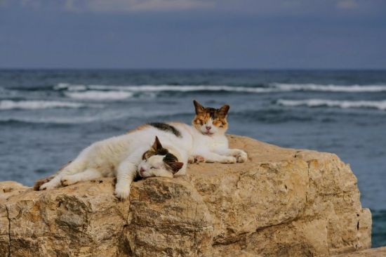 Кошка на море (52 фото)