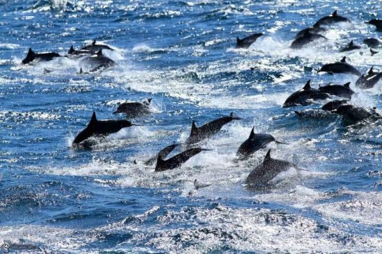 Дельфины в баренцевом море (54 фото)
