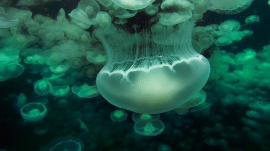 Медузы тихого океана (45 фото)