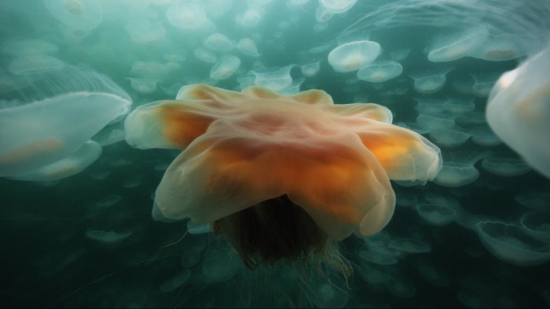 Медузы в мраморном море (45 фото)