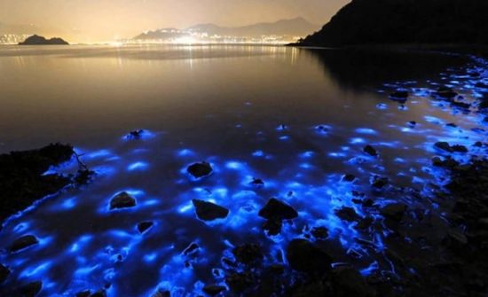 Светящийся планктон в черном море (52 фото)