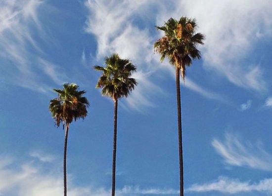 Лос анджелес пальмы (46 фото)