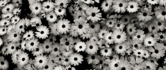 Белые растения (48 фото)