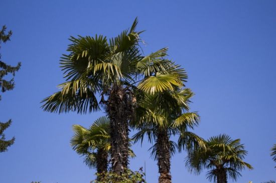 Пальмы в сицилии (40 фото)