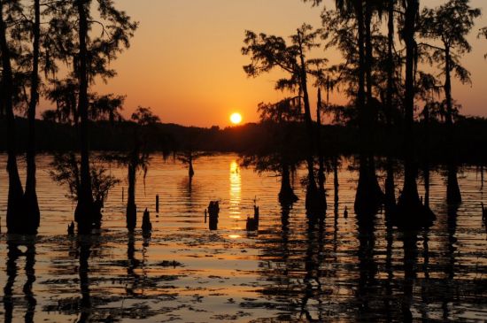 Луизиана природа (52 фото)