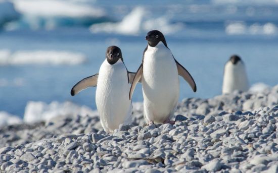 Пингвины в арктике (66 фото)