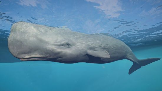 Синий кит в антарктиде (49 фото)