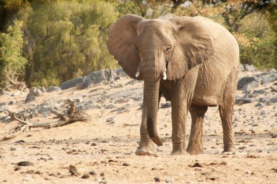 Слоны в пустыне (50 фото)